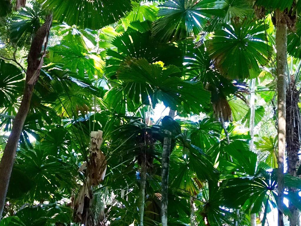 Coconut Beach House Cape Tribulation Room photo